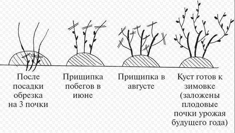 Смородина натали описание сорта фото отзывы