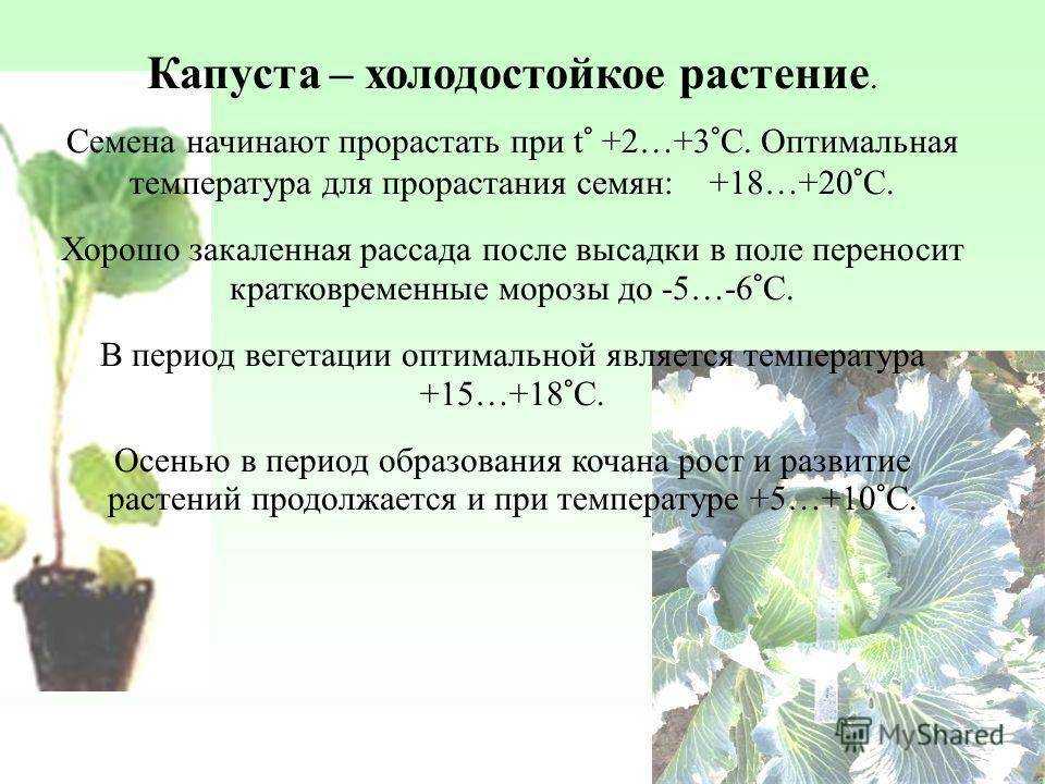 Как вырастить капусту мегатон для летнего и зимнего потребления