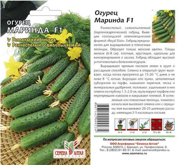Огурец маринда f1: описание, отзывы с фото, посадка и уход