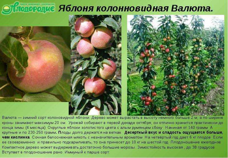 Лучшие 10 сортов яблонь для средней полосы