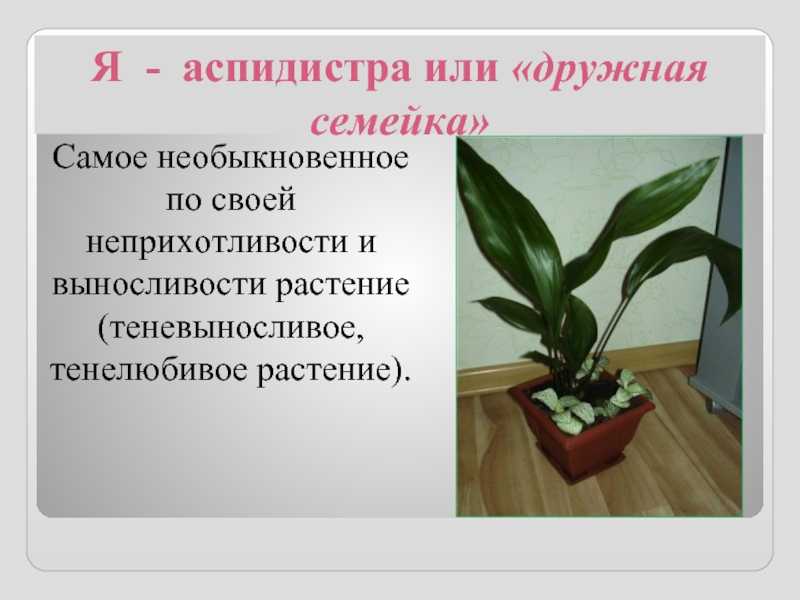 Аспидистра: описание сортов, размножение, приметы