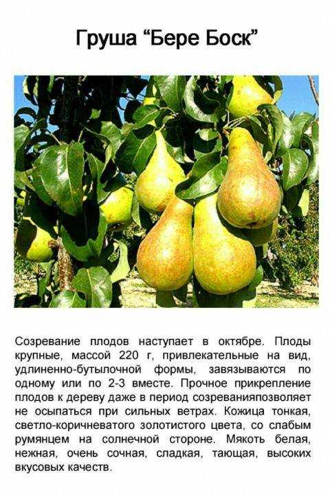 Груша: описание, виды, посадка, обрезка, уход (фото)+отзывы