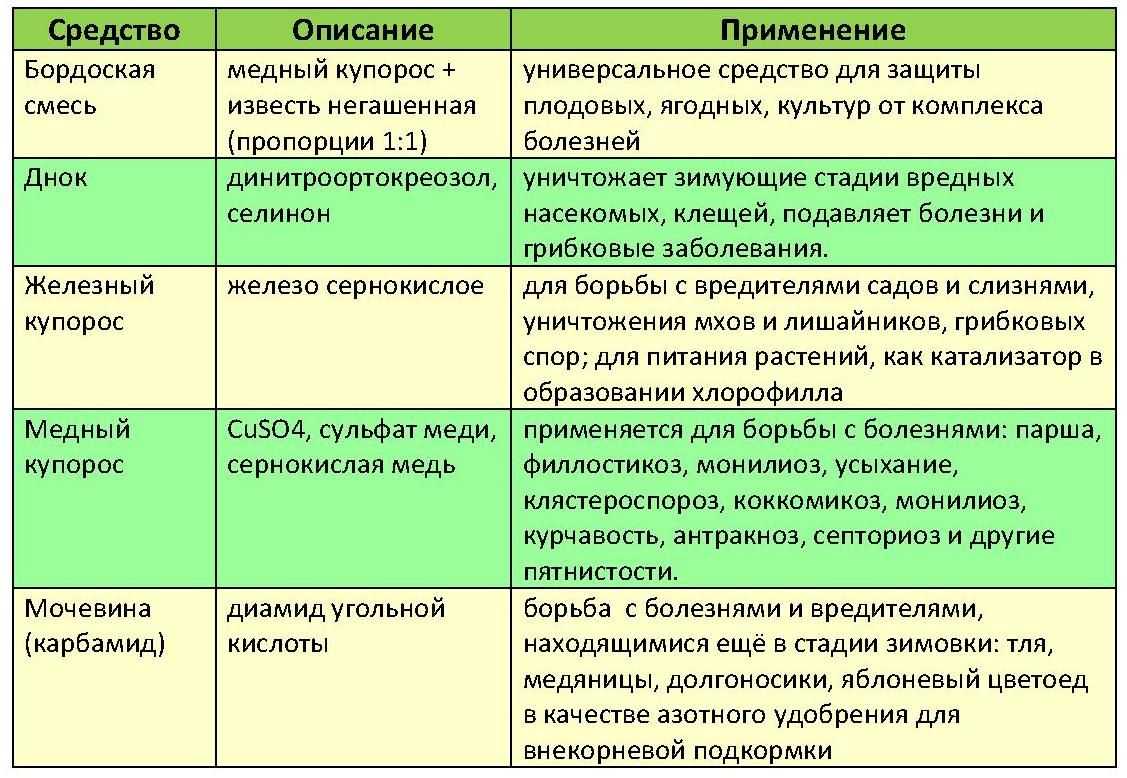 Хризантемы осенью: уход и подготовка к зимнему укрытию