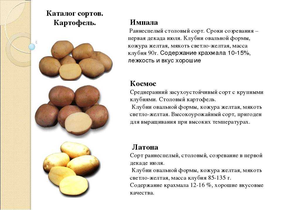 Описание картофеля Импала: откуда появился, особенности сорта, регионы допуска, вкус и лёжкость Советы по выращиванию
