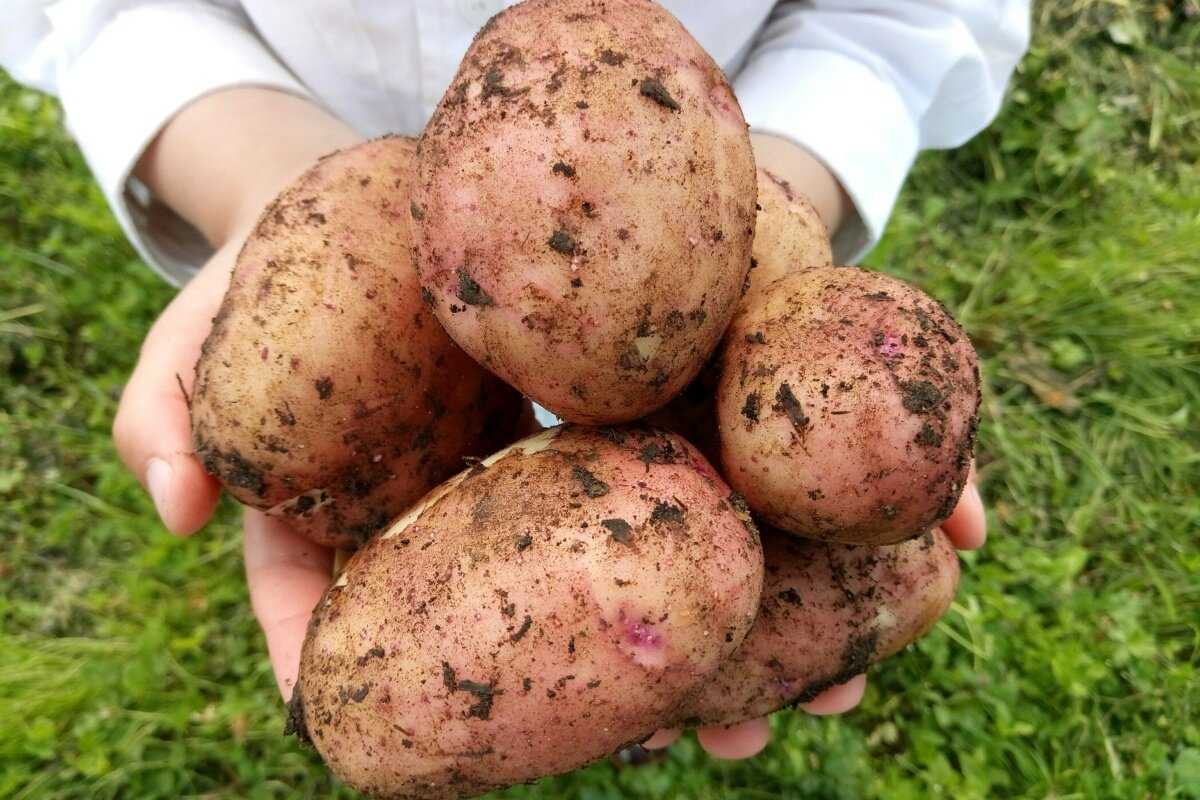 Лучшие сорта картофеля