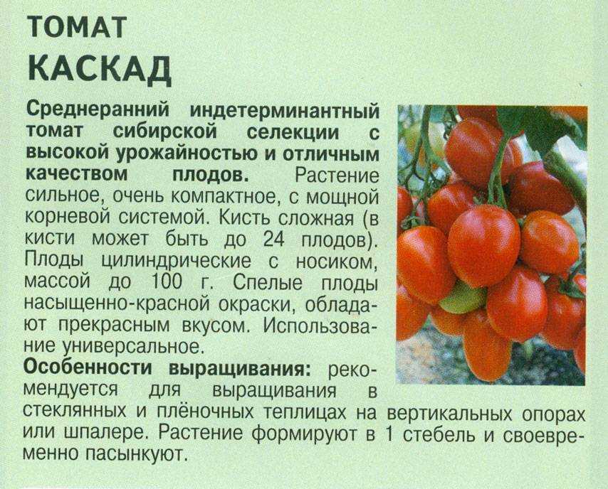 Лучшие черные сорта томатов: топ-20 с фото, описаниями и характеристиками