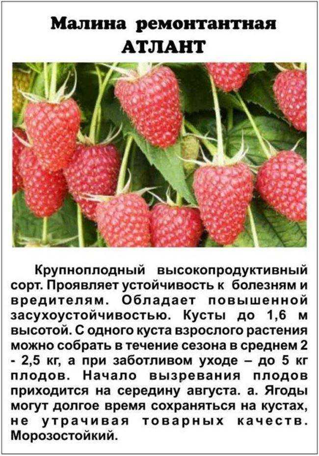 Малина херитейдж: описание сорта, отзывы, фото
