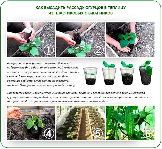 Все секреты выращивания рассады огурцов: для теплицы и подоконника