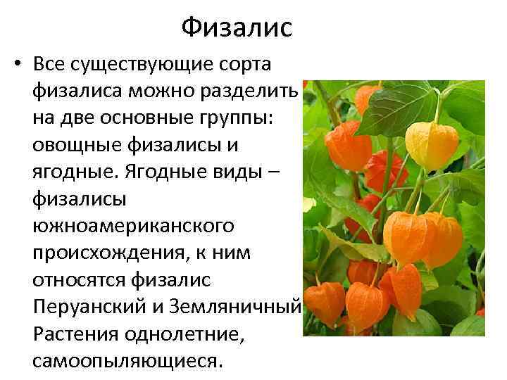 Физалис — выращивание, посадка, уход, виды, полезные и опасные свойства