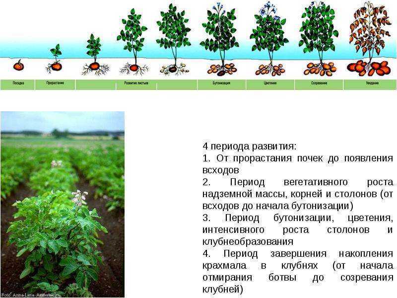 Превращаем недостатки земельного участка в достоинства: посадка картофеля в гребни на тяжёлых и сырых почвах