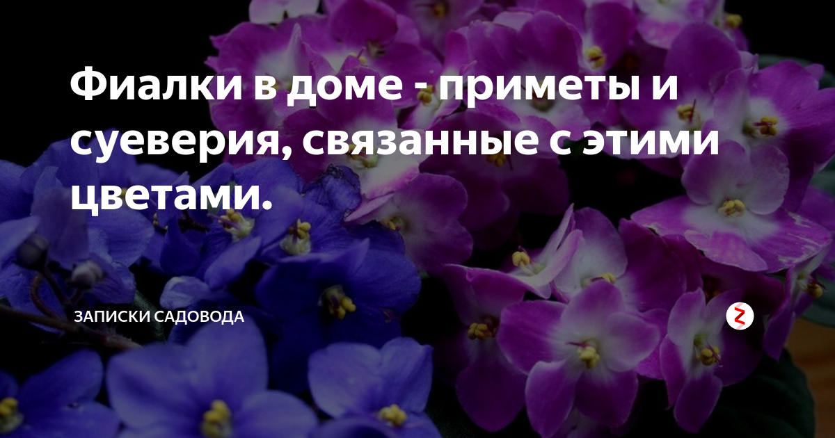 Значение примет, можно ли в доме держать фиалки