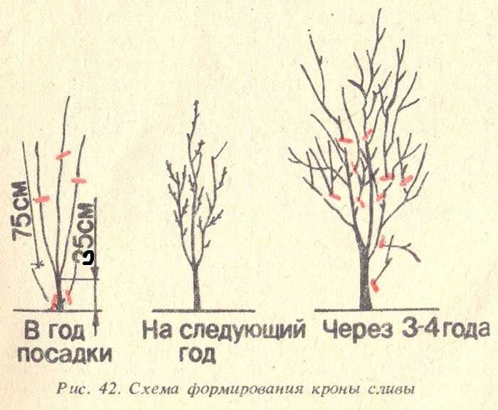Обрезка сливы весной для начинающих, способы формирования кроны, омолаживания дерева, цели проведения обрезки, а также сроки стрижки ветвей дерева.