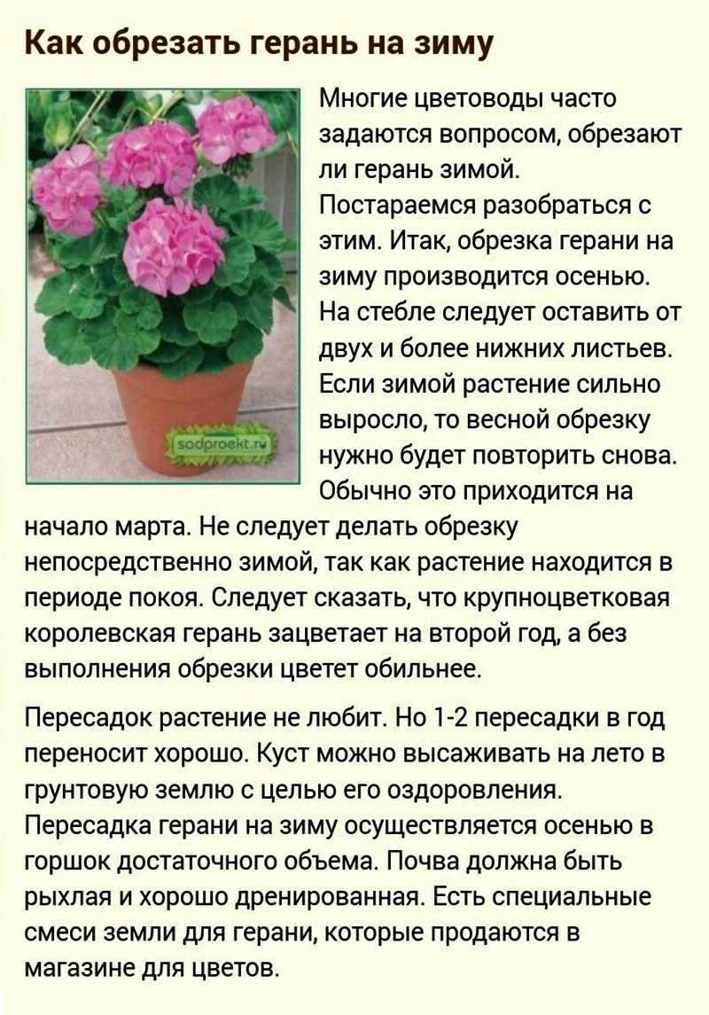 Как поливать герань в домашних условиях зимой и летом? в 2023 году на гудгрунт
