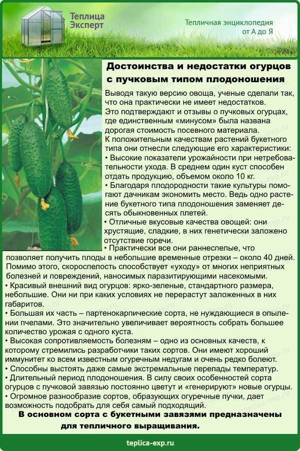 Выращивание огурцов: полная инструкция