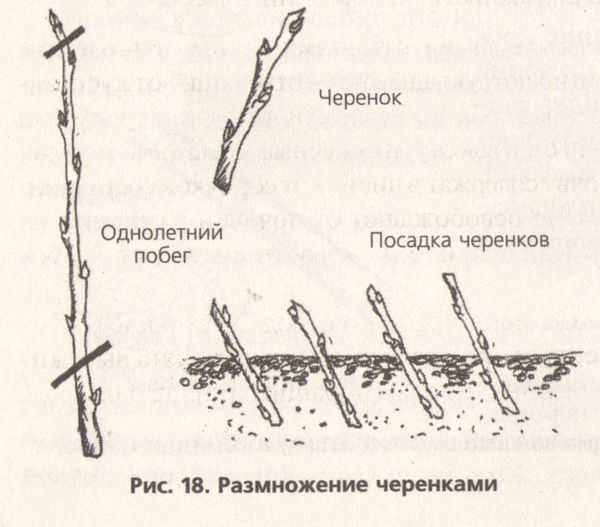 Размножение чёрной смородины зелёными черенками