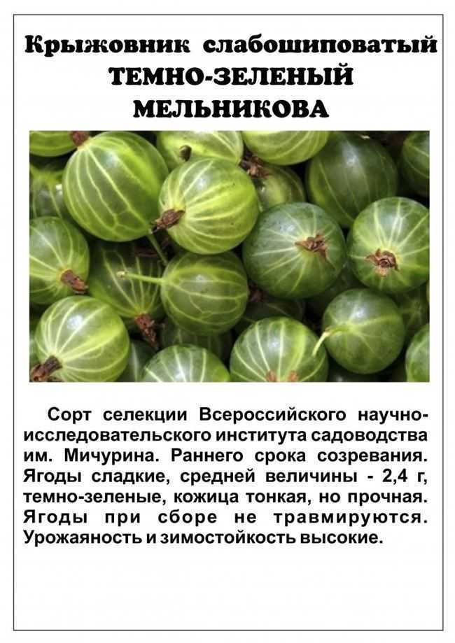 Крыжовник малахит: описание сорта, посадка и уход, размножение с фото