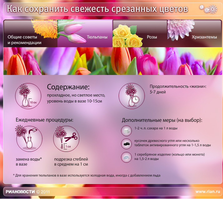 Как хранить тюльпаны: секреты флористов