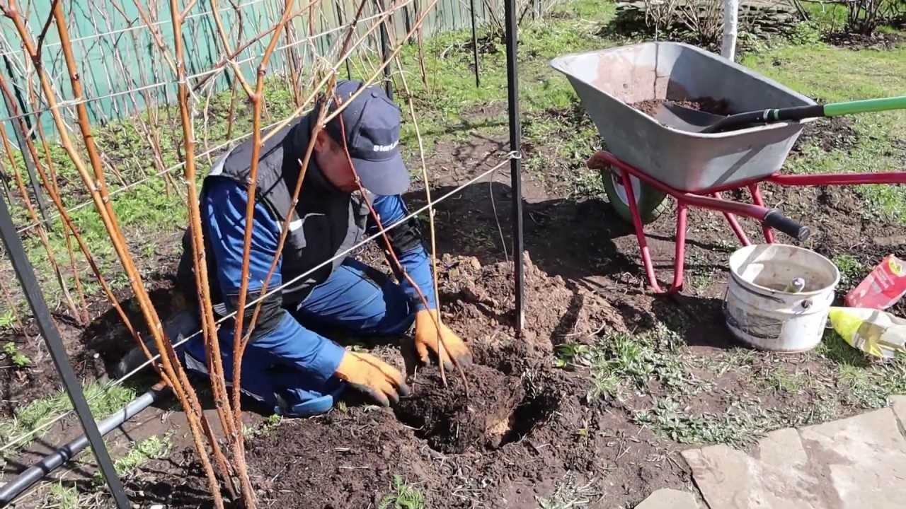 Пересадка садовой малины на новое место: сроки, пошаговая инструкция