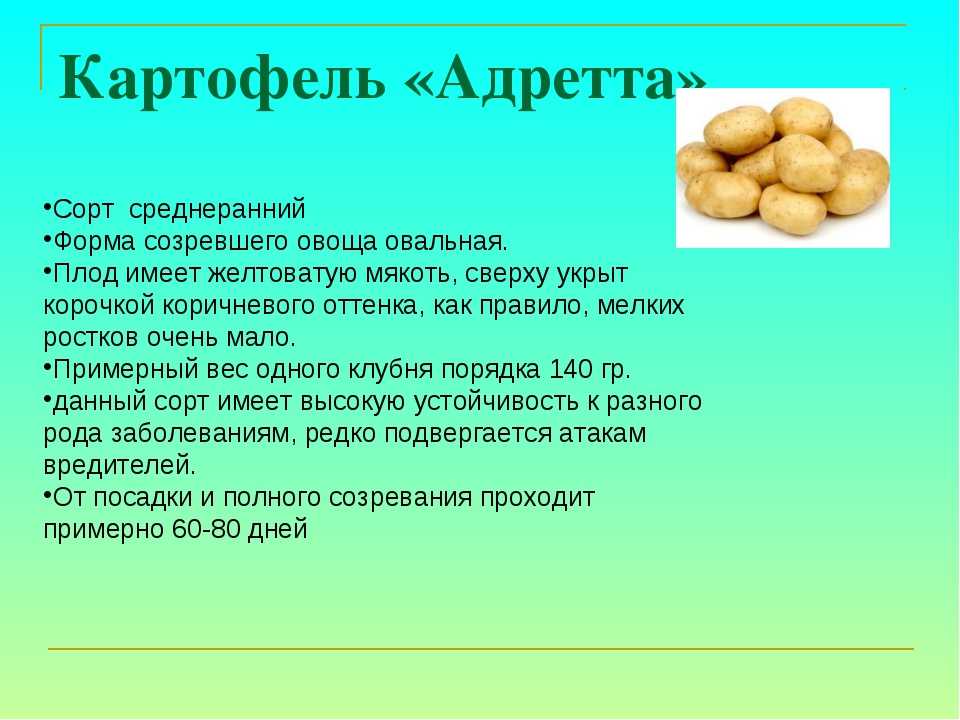 Картофель «аврора» описание сорта, фото