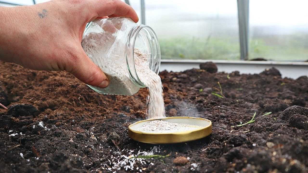 Яичная скорлупа как удобрение — для каких растений подходит
