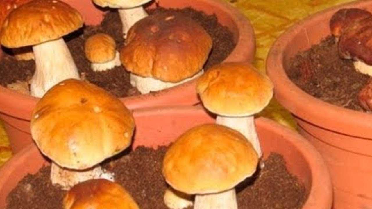 Технология выращивания белых грибов на приусадебном участке: условия и видео, как вырастить мицелий на даче