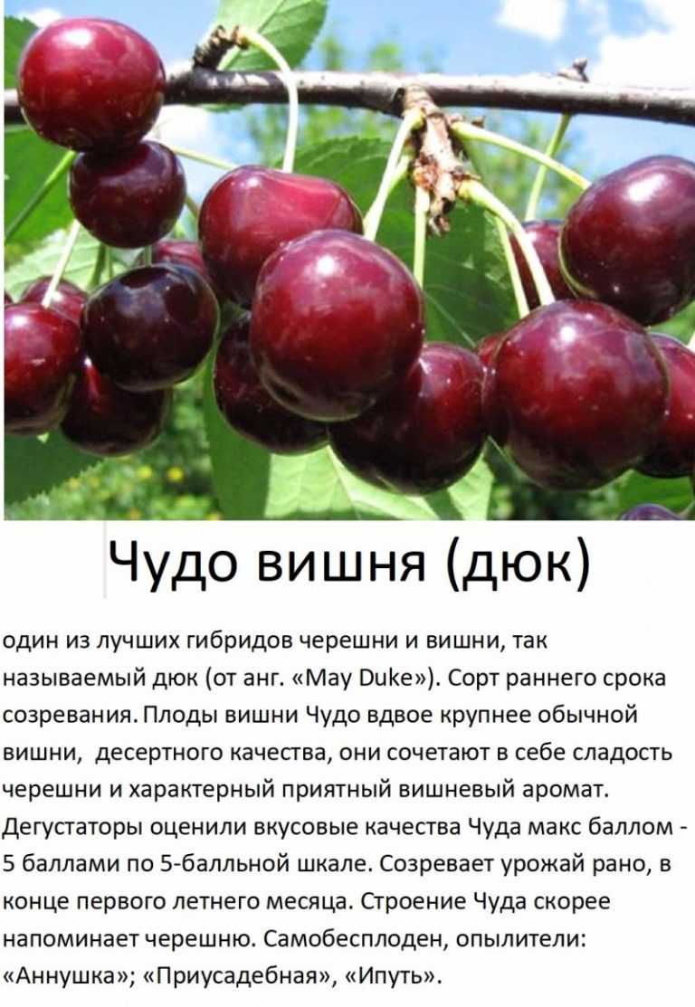 Чудо вишня дюк: как выращивать черевишню в саду, сорта, видео