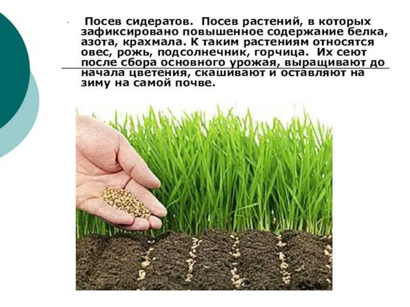 Сидераты становятся все более популярными у дачников и нередко влекут за собой отказ от минеральных удобрений Сидераты благотворно влияют на структуру и