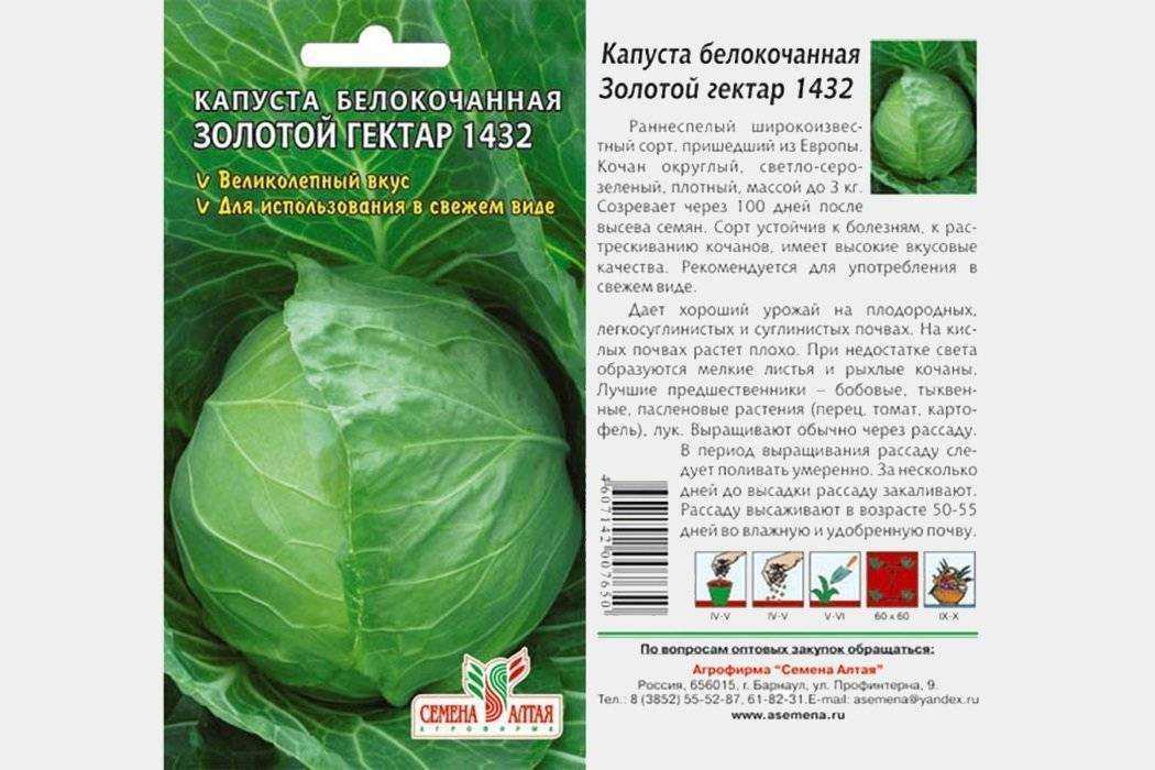 Как выращивать белокочанную капусту в открытом грунте без рассады