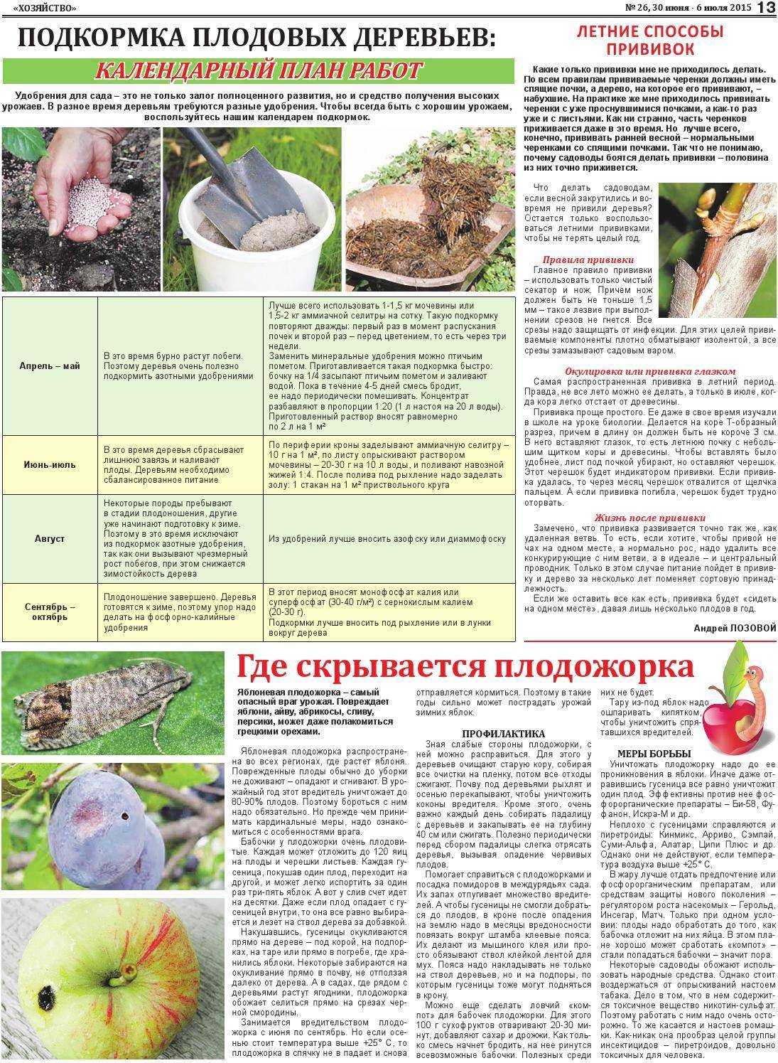 Подкормка вишни для повышения урожайности