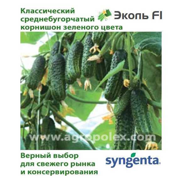 Огурец сорта эколь f1: секреты хорошего урожая
