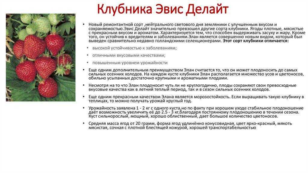 Клубника ламбада: описание сорта и методы посадки, особенности ухода