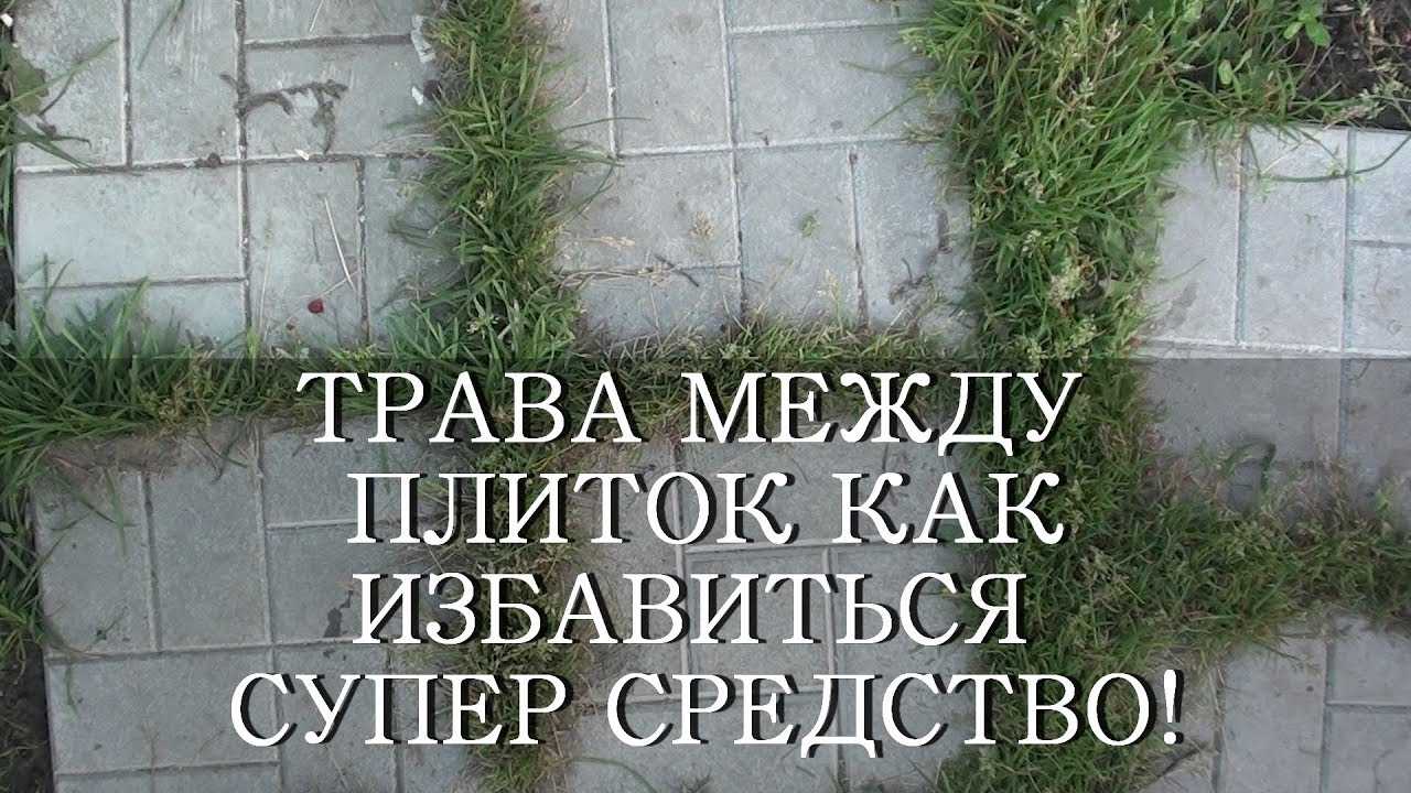 Как избавиться от хмели на участке?