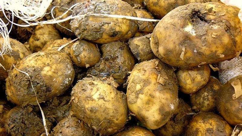 Болезни и вредители картофеля, все проблемы с фото и план спасения урожая