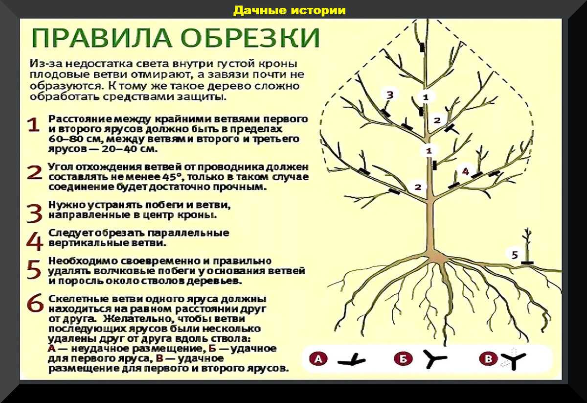 Как правильно посадить грушу весной: пошаговое руководство