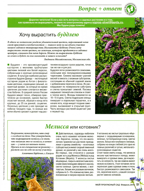 Будлея: посадка и уход, выращивание из семян, размножение, виды, фото