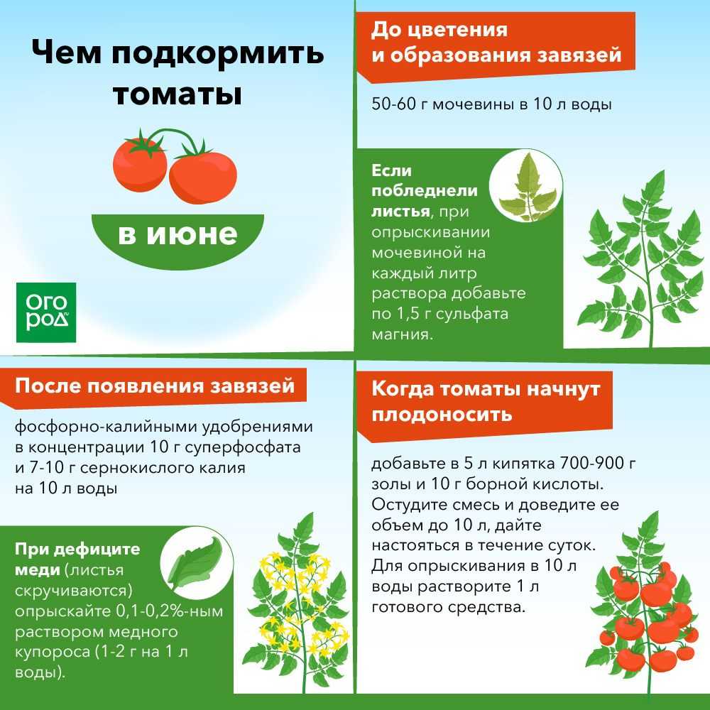 Какие удобрения нужны томатам и для чего Что вносить в землю перед посадкой, чем подкормить во время цветения и плодоношения, дозировки Внекорневые подкормки