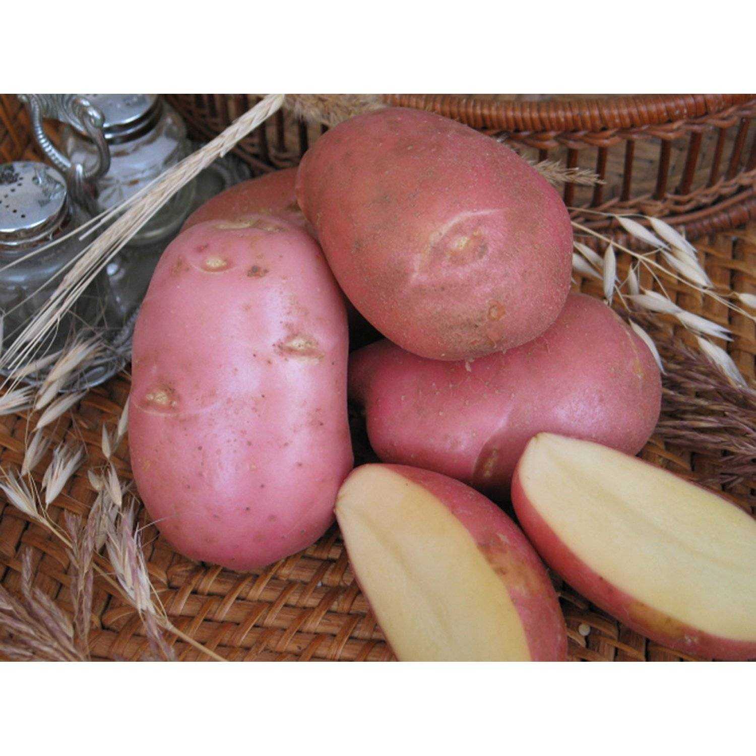 Картофель ред скарлет: характеристика сорта, отзывы, вкусовые качества