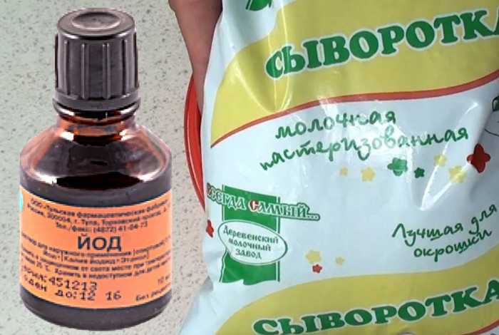 Опрыскивание огурцов молоком с йодом: отзывы, как поливать