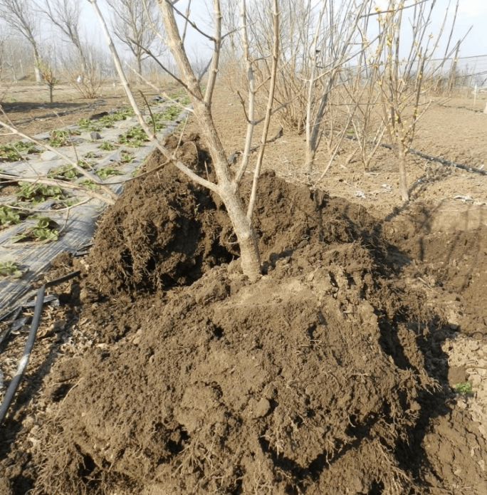 ᐉ кустарник кизил: посадка и уход в открытом грунте, фото, обрезка и размножение, свойства - roza-zanoza.ru