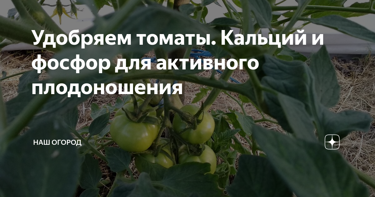 Правильная подкормка помидоров в теплице: как, когда и чем?