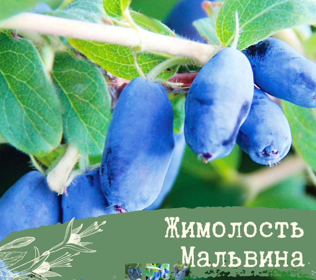 Жимолость: фото кустарника и ягоды, полезные свойства, как сажать и ухаживать