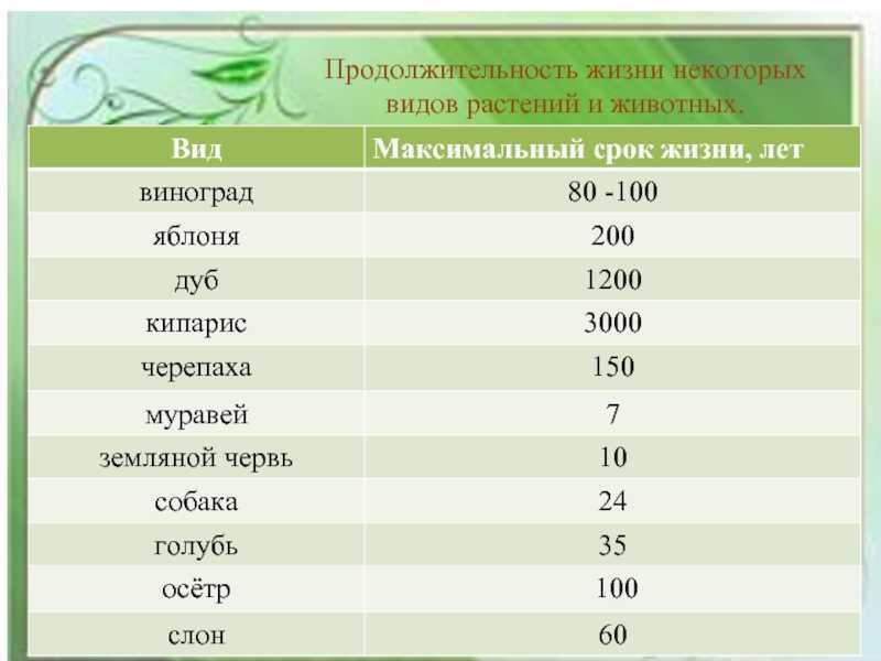 Яблони для подмосковья лучшие сорта: описание и отзывы