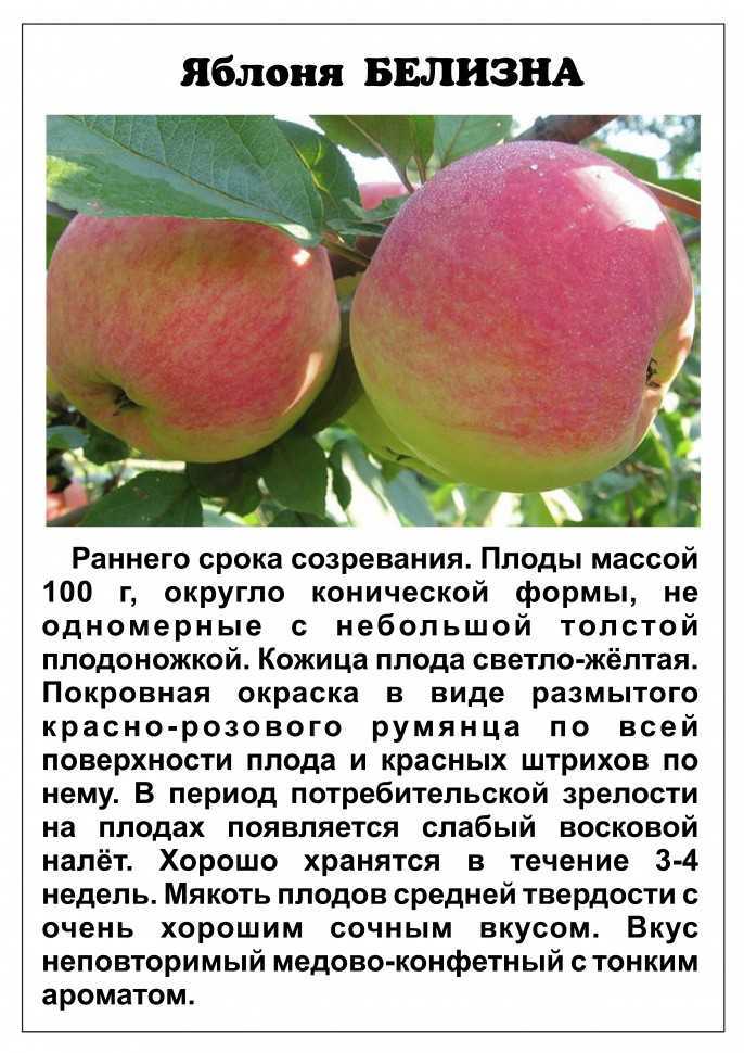 Яблоня рождественское: описание, фото, отзывы садоводов, посадка