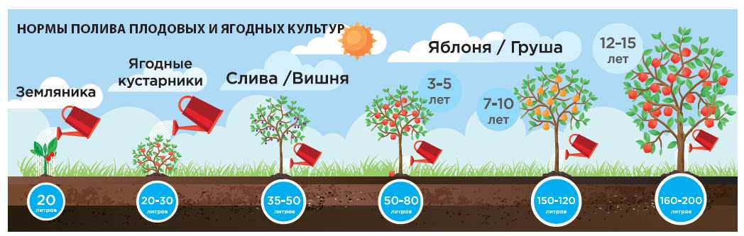 Как правильно поливать перец в теплице и открытом грунте: частота и правила полива