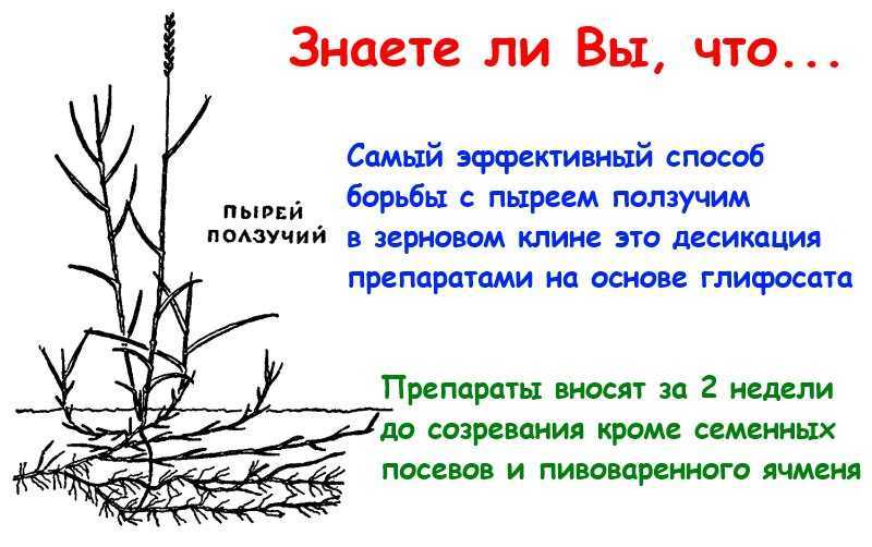Как вывести пырей с огорода, дачного участка навсегда? как избавиться от пырея химией, гербицидами, сидератами, народными средствами