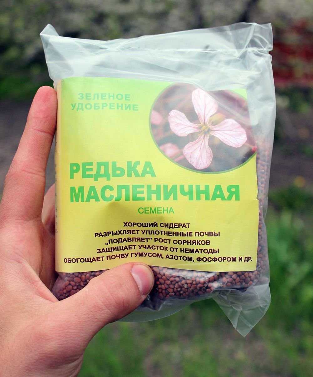 Редька масличная как сидерат: когда сеять масляничное удобрение, маслянистая