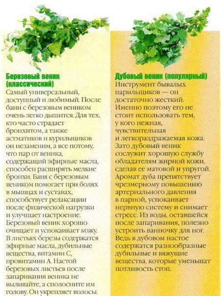 Правильный берёзовый веник. когда и как заготавливают березовые веники для бани. березовый веник польза, как вязать, как сушить, как запарить