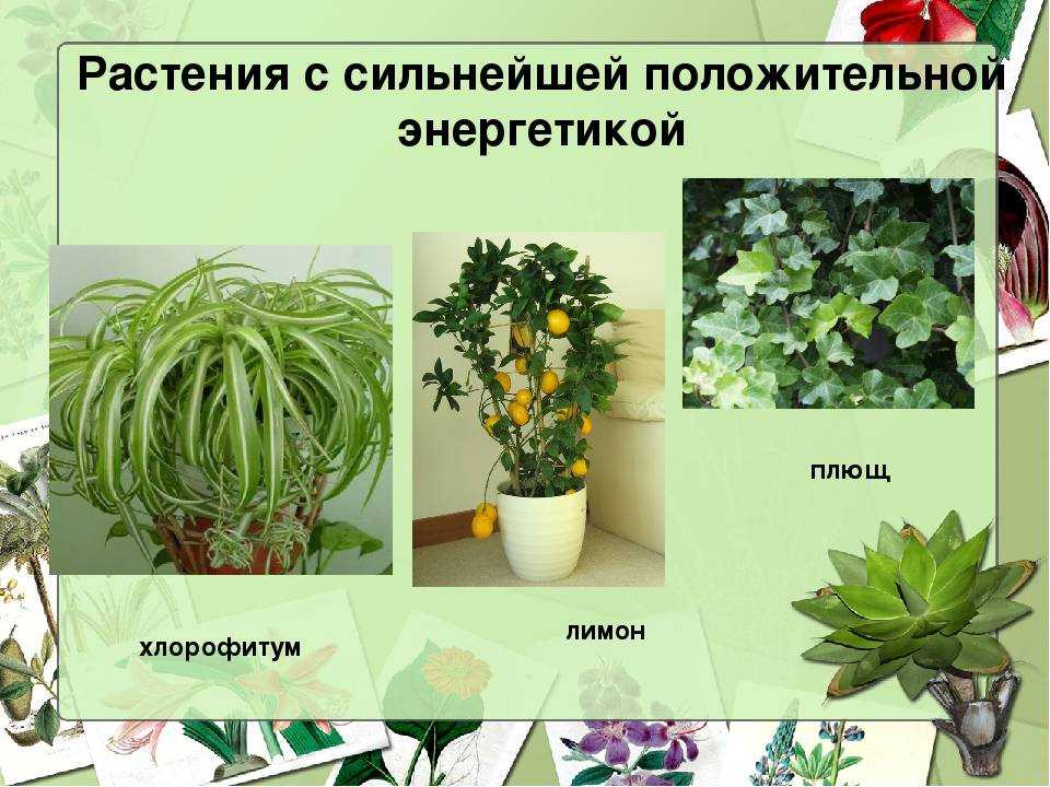 Суеверия: цветок и все, что с ним связано