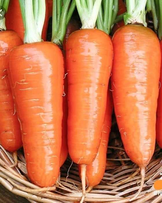 Морковь семена лучшие сорта для открытого. Морковь Купчиха. Сорта морковки. Лучшие сорта моркови. Морковь Урожайная.