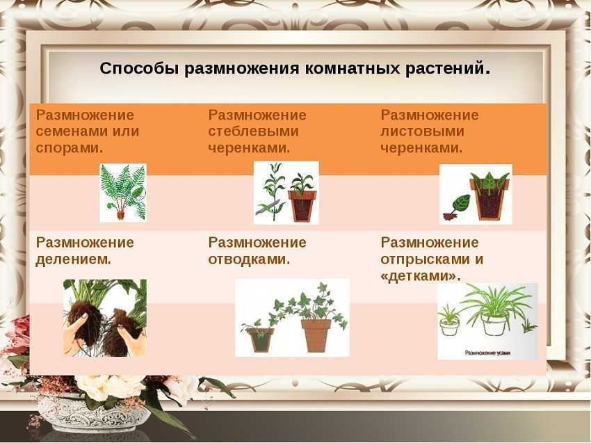 Обриета посадка и уход фото саду, когда сеять семена